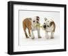 Two Bulldog Pups Carrying a Ragger-Jane Burton-Framed Photographic Print