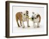 Two Bulldog Pups Carrying a Ragger-Jane Burton-Framed Photographic Print