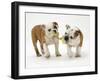 Two Bulldog Pups Carrying a Ragger-Jane Burton-Framed Photographic Print