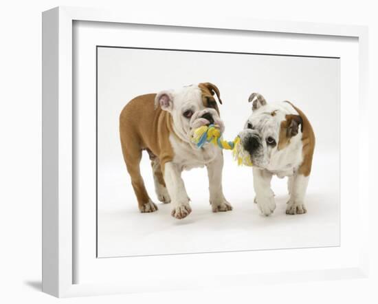 Two Bulldog Pups Carrying a Ragger-Jane Burton-Framed Photographic Print