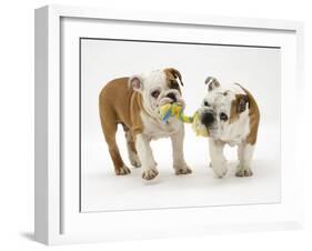 Two Bulldog Pups Carrying a Ragger-Jane Burton-Framed Photographic Print