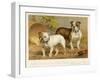 Two Bulldogs One White the Other Brindle and White-null-Framed Art Print