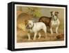 Two Bulldogs One White the Other Brindle and White-null-Framed Stretched Canvas