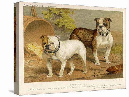 Two Bulldogs One White the Other Brindle and White-null-Stretched Canvas