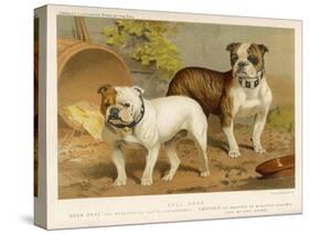 Two Bulldogs One White the Other Brindle and White-null-Stretched Canvas