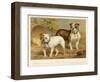 Two Bulldogs One White the Other Brindle and White-null-Framed Art Print