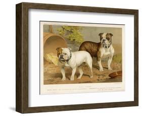 Two Bulldogs One White the Other Brindle and White-null-Framed Art Print