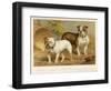 Two Bulldogs One White the Other Brindle and White-null-Framed Art Print