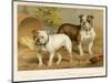 Two Bulldogs One White the Other Brindle and White-null-Mounted Art Print