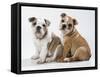 Two BullPuppies, Sitting, Studio Shot-null-Framed Stretched Canvas