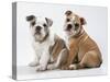 Two BullPuppies, Sitting, Studio Shot-null-Stretched Canvas