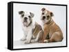 Two BullPuppies, Sitting, Studio Shot-null-Framed Stretched Canvas