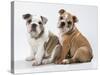 Two BullPuppies, Sitting, Studio Shot-null-Stretched Canvas