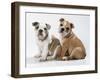 Two BullPuppies, Sitting, Studio Shot-null-Framed Photographic Print