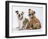 Two BullPuppies, Sitting, Studio Shot-null-Framed Photographic Print