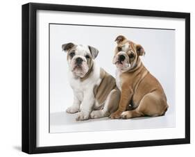 Two BullPuppies, Sitting, Studio Shot-null-Framed Photographic Print