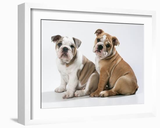 Two BullPuppies, Sitting, Studio Shot-null-Framed Photographic Print