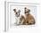 Two BullPuppies, Sitting, Studio Shot-null-Framed Photographic Print
