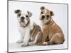 Two BullPuppies, Sitting, Studio Shot-null-Mounted Photographic Print