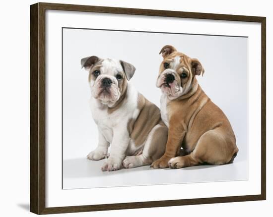 Two BullPuppies, Sitting, Studio Shot-null-Framed Photographic Print