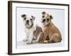 Two BullPuppies, Sitting, Studio Shot-null-Framed Photographic Print