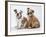 Two BullPuppies, Sitting, Studio Shot-null-Framed Photographic Print