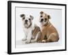 Two BullPuppies, Sitting, Studio Shot-null-Framed Photographic Print