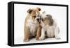 Two BullPuppies, Sitting, Touching Faces-null-Framed Stretched Canvas