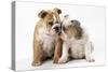 Two BullPuppies, Sitting, Touching Faces-null-Stretched Canvas