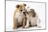 Two BullPuppies, Sitting, Touching Faces-null-Mounted Photographic Print
