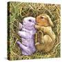 Two Bunnies-Wendy Edelson-Stretched Canvas