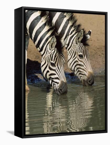 Two Burchell's Zebra, Equus Burchelli, Drinking, Mkhuze Game Reserve, South Africa-Ann & Steve Toon-Framed Stretched Canvas