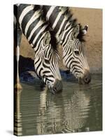 Two Burchell's Zebra, Equus Burchelli, Drinking, Mkhuze Game Reserve, South Africa-Ann & Steve Toon-Stretched Canvas