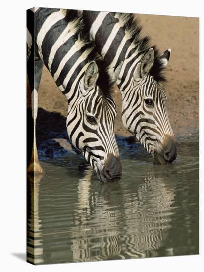 Two Burchell's Zebra, Equus Burchelli, Drinking, Mkhuze Game Reserve, South Africa-Ann & Steve Toon-Stretched Canvas