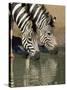 Two Burchell's Zebra, Equus Burchelli, Drinking, Mkhuze Game Reserve, South Africa-Ann & Steve Toon-Stretched Canvas