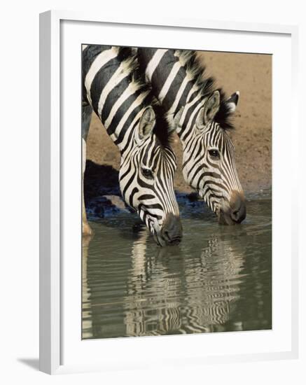 Two Burchell's Zebra, Equus Burchelli, Drinking, Mkhuze Game Reserve, South Africa-Ann & Steve Toon-Framed Photographic Print