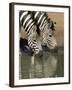 Two Burchell's Zebra, Equus Burchelli, Drinking, Mkhuze Game Reserve, South Africa-Ann & Steve Toon-Framed Photographic Print