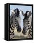 Two Burchell's Zebra, Equus Burchelli, Etosha National Park, Namibia, Africa-Ann & Steve Toon-Framed Stretched Canvas