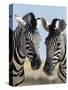 Two Burchell's Zebra, Equus Burchelli, Etosha National Park, Namibia, Africa-Ann & Steve Toon-Stretched Canvas