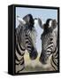 Two Burchell's Zebra, Equus Burchelli, Etosha National Park, Namibia, Africa-Ann & Steve Toon-Framed Stretched Canvas