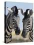 Two Burchell's Zebra, Equus Burchelli, Etosha National Park, Namibia, Africa-Ann & Steve Toon-Stretched Canvas