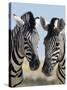 Two Burchell's Zebra, Equus Burchelli, Etosha National Park, Namibia, Africa-Ann & Steve Toon-Stretched Canvas