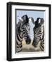 Two Burchell's Zebra, Equus Burchelli, Etosha National Park, Namibia, Africa-Ann & Steve Toon-Framed Photographic Print