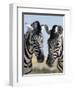 Two Burchell's Zebra, Equus Burchelli, Etosha National Park, Namibia, Africa-Ann & Steve Toon-Framed Photographic Print