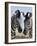 Two Burchell's Zebra, Equus Burchelli, Etosha National Park, Namibia, Africa-Ann & Steve Toon-Framed Photographic Print