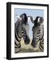 Two Burchell's Zebra, Equus Burchelli, Etosha National Park, Namibia, Africa-Ann & Steve Toon-Framed Photographic Print