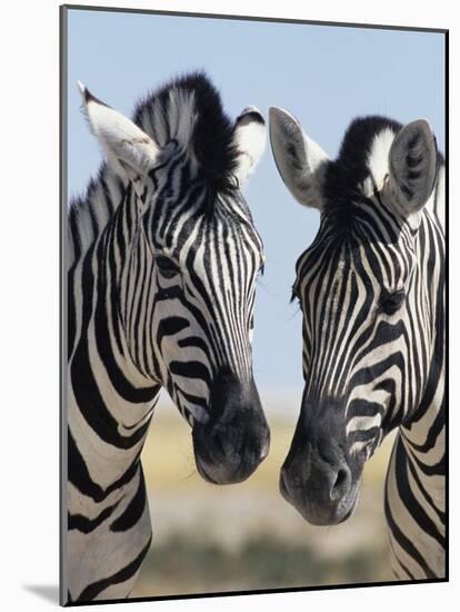 Two Burchell's Zebra, Equus Burchelli, Etosha National Park, Namibia, Africa-Ann & Steve Toon-Mounted Photographic Print