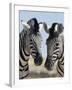 Two Burchell's Zebra, Equus Burchelli, Etosha National Park, Namibia, Africa-Ann & Steve Toon-Framed Photographic Print