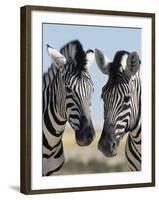 Two Burchell's Zebra, Equus Burchelli, Etosha National Park, Namibia, Africa-Ann & Steve Toon-Framed Photographic Print