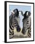 Two Burchell's Zebra, Equus Burchelli, Etosha National Park, Namibia, Africa-Ann & Steve Toon-Framed Photographic Print